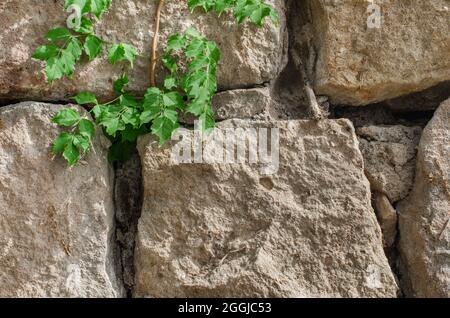 Pietra muro texture sfondo - pietra grigia con pietre di diverse dimensioni e un ramo con foglie verdi Foto Stock