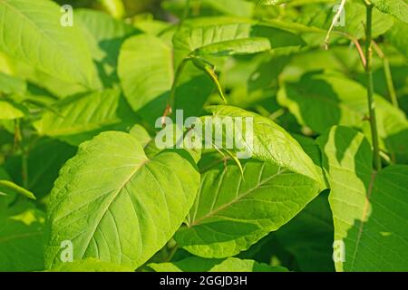 Foglie giovani del nodweed giapponese, Fallopia japonica Foto Stock