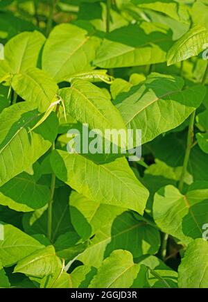 Foglie giovani del nodweed giapponese, Fallopia japonica Foto Stock