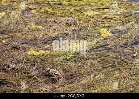 Vista sul fondo del fiume Ebro passando per Saragozza in spagna, coperto di alghe acquatiche Foto Stock