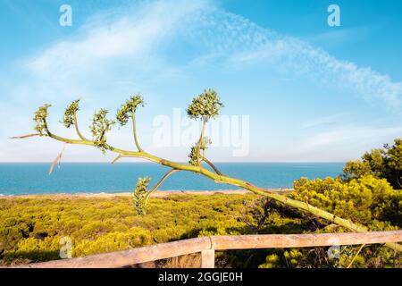 Agave americana o pianta secolare che si affaccia su un mediterraneo Foto Stock