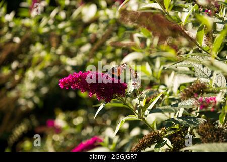 Cottage giardino, fiori, piante, buddleia Foto Stock