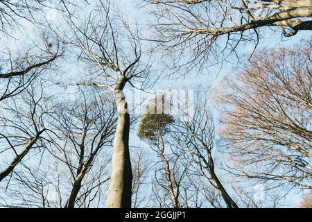 Germania, Foresta di Teutoburg nella regione di Munster, Ibbenbueren Foto Stock