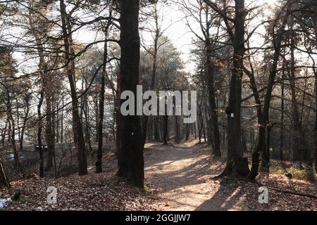 Germania, Foresta di Teutoburg nella regione di Munster, Ibbenbueren Foto Stock