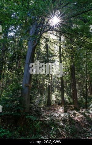 Europa, Germania, Baden-Wuerttemberg, Foresta Nera settentrionale, Bad Liebenzell, il sole splende attraverso il folto baldacchino di foglie nella Gola di Monbach Foto Stock