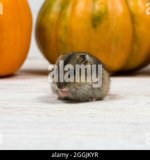 Piccolo carino criceto Dzungariano sullo sfondo di una zucca arancione. Primo piano. Foto Stock