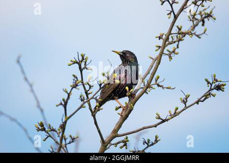 Bellissimo uccello il comune starling seduto su ramo di albero su sfondo cielo blu Foto Stock