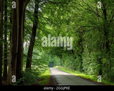 Bordo stradale della foresta vicino Ankum, Artland, Osnabrücker Land, bassa Sassonia, Germania Foto Stock