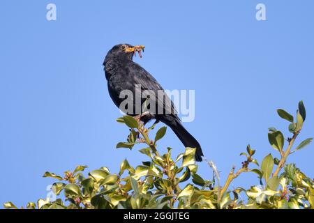 Blackbird con vermi per nutrire i giovani uccelli Foto Stock