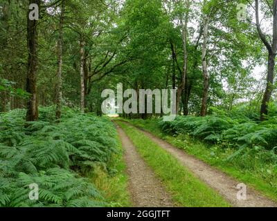 Sentiero ai margini della foresta vicino a Merzen, grande felce, Artland, Osnabrücker Land, bassa Sassonia, Germania Foto Stock