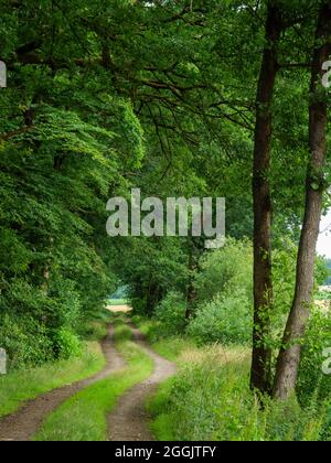 Sentiero ai margini della foresta vicino a Merzen, Artland, Osnabrücker Land, bassa Sassonia, Germania Foto Stock