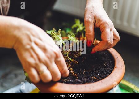 Le mani dei giardinieri piantano i fiori della stanza in pentola con la sporcizia o il suolo nel paese. Donna anziana piantando fiori in casa sua. Faccia non visibile. Foto Stock