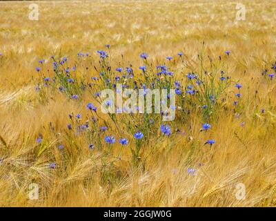 Fiori di mais in campo di grano vicino a Glandorf, Osnabrücker Land, bassa Sassonia, Germania Foto Stock