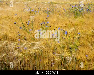 Fiori di mais in campo di grano vicino a Glandorf, Osnabrücker Land, bassa Sassonia, Germania Foto Stock