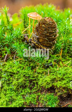 Funghi su coni di larice Foto Stock