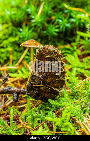 Funghi su coni di larice Foto Stock