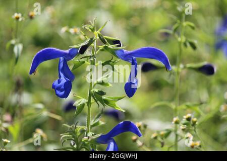 I bellissimi fiori blu di Salvia patens o di salvia genziana, in primo piano. Crescere all'aperto in un ambiente naturale. Foto Stock