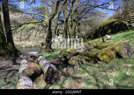 River Barle Valley, Exmoor National Park, Somerset, Inghilterra, Regno Unito Foto Stock