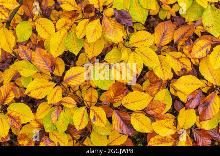 Immagine di sfondo fatta di foglie autunnali, riempimento formato Foto Stock