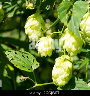 giovani luppolo coni alla luce del sole primo piano, pianta per la produzione di birra e pane. Foto Stock