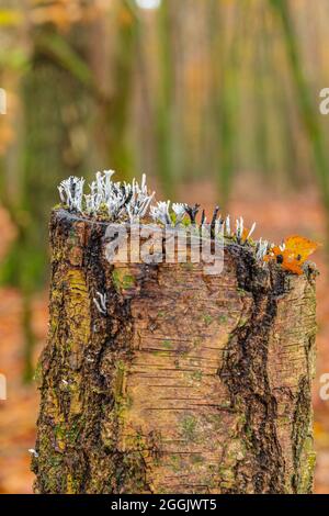 Fungo candela-muso, Xylaria hypoxylon, su tronco d'albero Foto Stock