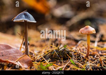 Il mondo del primo piano incospicuo e incospicuo dei funghi Foto Stock