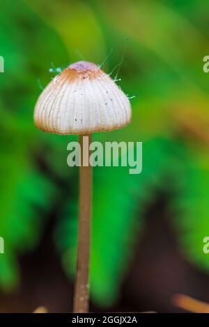 Il mondo del primo piano incospicuo e incospicuo dei funghi Foto Stock