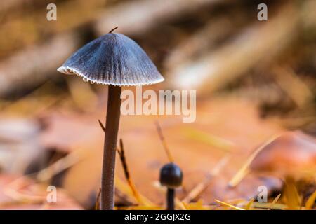 Il mondo del primo piano incospicuo e incospicuo dei funghi Foto Stock