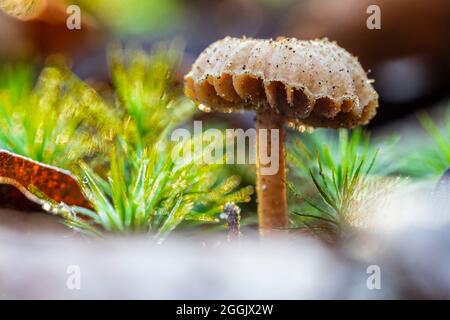 Il mondo del primo piano incospicuo e incospicuo dei funghi Foto Stock