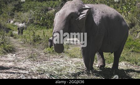 Elephant Jungle Sanctuary Animal Natural Habitat. Thailandia, provincia di Chiang mai. Mammifero enorme alla concervazione tropicale asiatica Slow Motion. Eco Tourism Project. Riprese in 4K Foto Stock