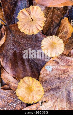 Il mondo del primo piano incospicuo e incospicuo dei funghi Foto Stock