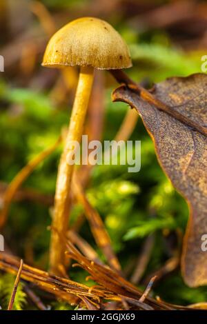 Il mondo del primo piano incospicuo e incospicuo dei funghi Foto Stock