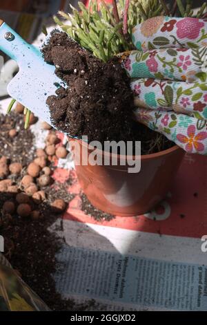 Le mani della donna repotting piante interne sul balcone, primo piano di piante, terreno e guanti da giardinaggio colorati Foto Stock