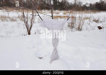 Prevenire danni invernali agli alberi. Proteggere gli alberi da frutto da danni animali. Proteggere gli alberi da frutta in inverno. Alberi isolanti in inverno. Foto Stock