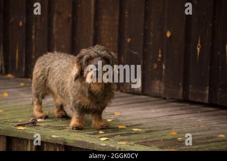 Dachshund dai capelli loschi in piedi sul molo, scena autunnale Foto Stock