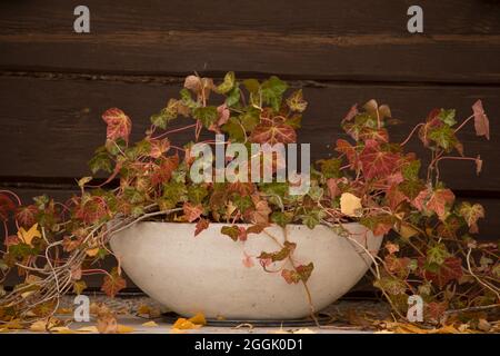 Ivy (Hedera), autunns foglie colorate, grande vaso ovale fiore, sfondo scuro muro di log Foto Stock