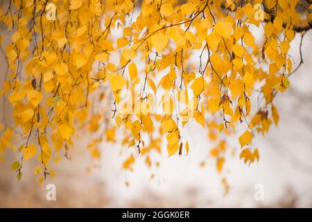 Betulla (Betula pendula) foglie in giallo autunno, rami appesi, sfondo naturale sfocato, scena autunnale Foto Stock