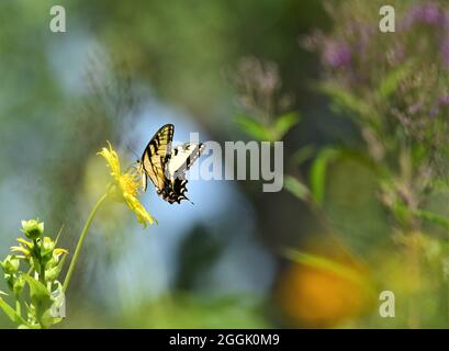 Bella tigre occidentale farfalla swallowtail su un cespuglio africano margherita fiore pianta. Foto Stock
