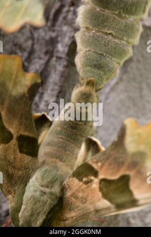 Primo piano della coppia di Lime Hawk-moth (Mimas tiliae) Foto Stock