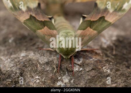 Primo piano di Lime Hawk-moth (Mimas tiliae), accoppiamento coppia, sfondo naturale Foto Stock