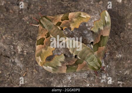 Primo piano di Lime hawk-moth (Mimas tiliae) accoppiamento coppia, vista dall'alto, sfondo naturale Foto Stock