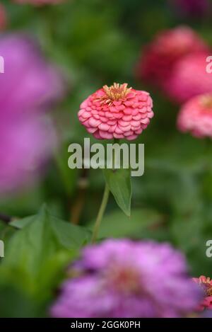 Un letto di fiori con zinnie nel giardino alla fine dell'estate. Foto Stock