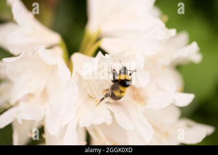 Bumble-ape sul Rhododendron fiore Foto Stock