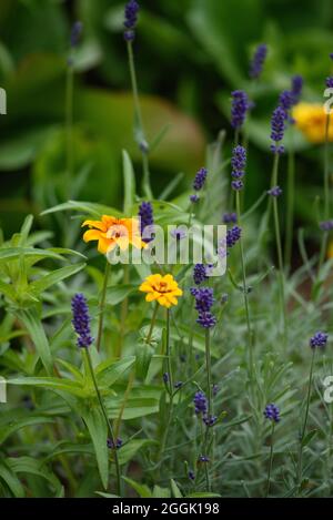 Fiori di lavanda in primo piano su un letto di fiori nel giardino. Foto Stock