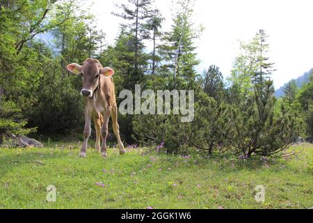 Mucca o vitello sul pascolo alpino, accanto al percorso ciclistico e escursionistico nel Karwendeltal, Austria, Tirolo, Karwendel, Foto Stock