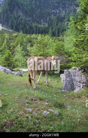 Mucca o vitello sul pascolo alpino, accanto al percorso ciclistico e escursionistico nel Karwendeltal, Austria, Tirolo, Karwendel, Foto Stock