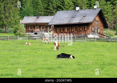 Mucche sull'Angeralm, vicino al percorso ciclistico e escursionistico nel Karwendeltal, Austria, Tirolo, Karwendel, rifugio di caccia, Foto Stock