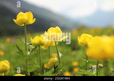 Prato di fiori alpini, fiore del globo (Trollius europaeus) nei Monti tirolesi del Karwendel, Tirolo, Austria Foto Stock