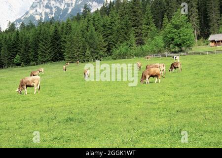 Mucche sull'Angeralm, vicino al percorso ciclistico e escursionistico nel Karwendeltal, Austria, Tirolo, Karwendel, rifugio di caccia, Foto Stock