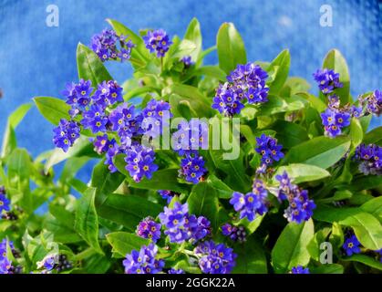 Forget-me-nots (Myosotis) con lo sfondo blu Foto Stock